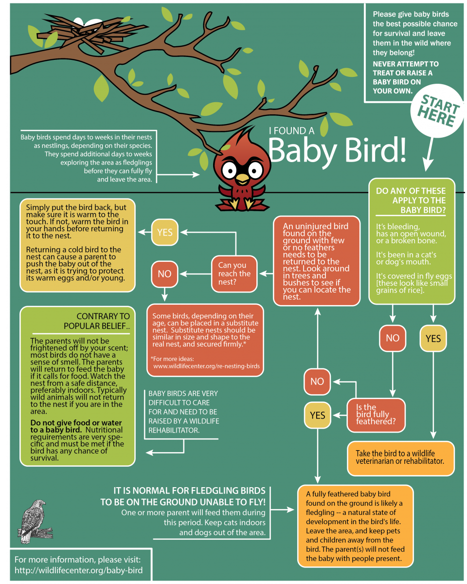 Baby Bird Infographic