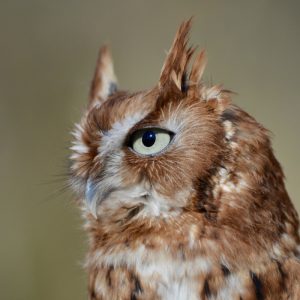 Rufous