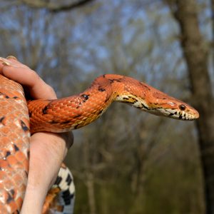 Cornelius